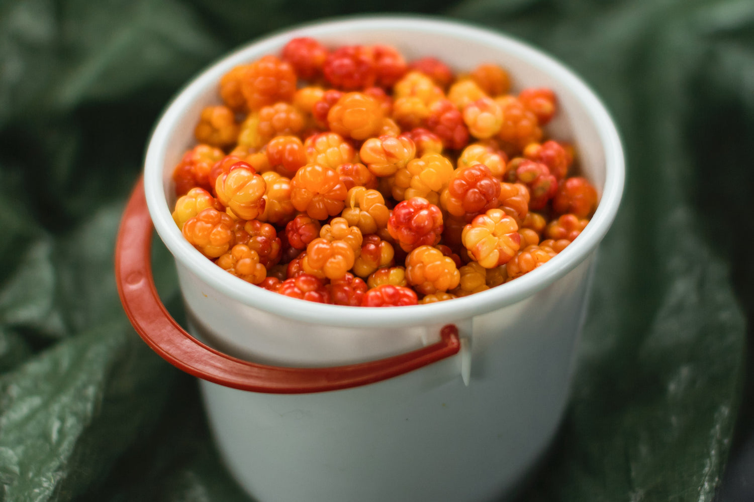 De gula bären som boostar hudhälsan